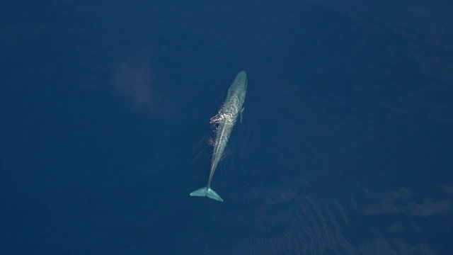 蓝鲸在蓝色海洋中平静地游动的鸟瞰图视频下载
