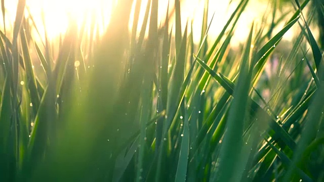 阳光下的绿草视频素材