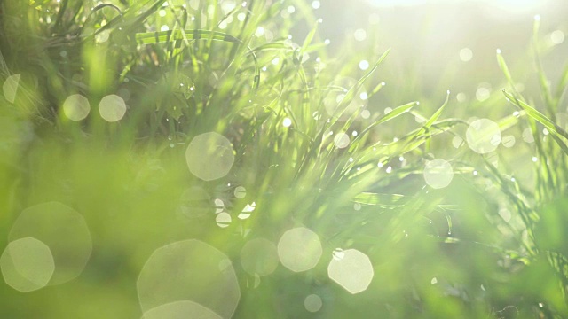 草地上的水滴。晨露。模糊的背景视频素材
