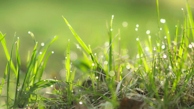 草地上的水滴。晨露。模糊的背景视频素材