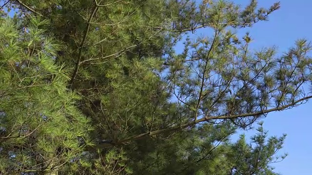初春，蓝天下的松枝视频素材