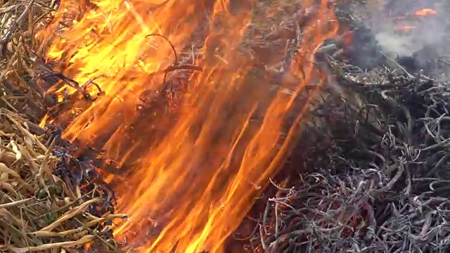 燃烧着的草红色的火在背景视频素材
