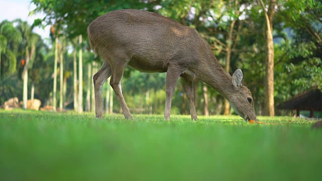 鹿在绿色的草地上吃草。视频下载