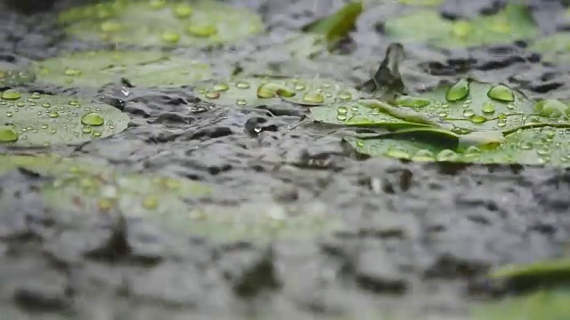 雨落绿叶的慢动作视频素材