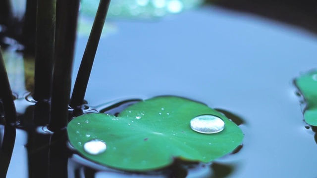 水滴在绿色荷叶上。视频素材
