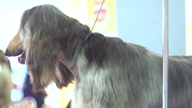 慢动作的大胡子牧羊犬正在梳理视频素材