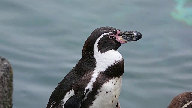洪堡企鹅的近景视频素材