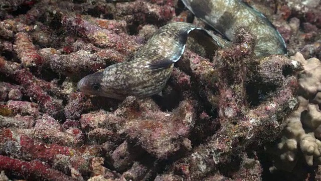 夜间在珊瑚礁上捕猎的禁止的海鳗视频素材