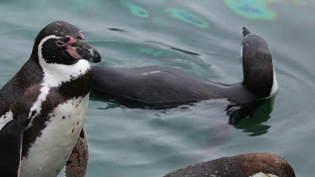 洪堡企鹅的近景视频素材