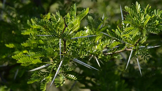 西尔维斯特植物的分枝，有大刺视频下载