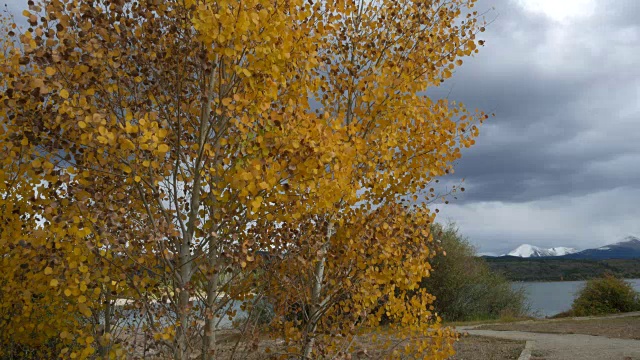 这是一幅秋风中树叶摇曳的白杨树视频素材