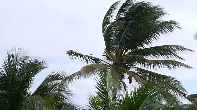 近距离的椰子树在风中视频下载