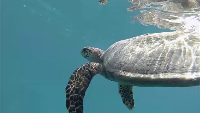 大乌龟在水里游泳。印度洋视频下载