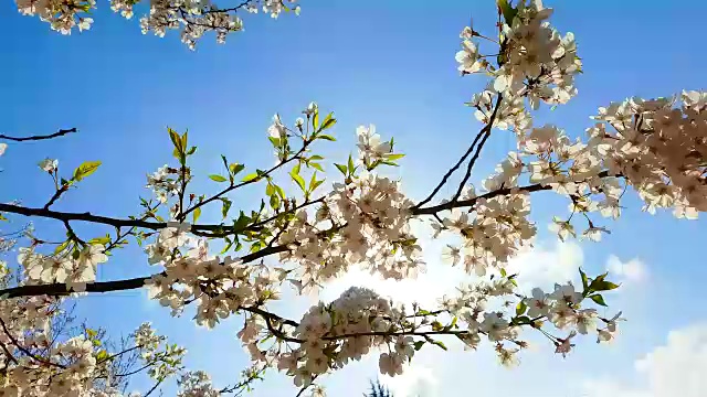 春天樱花盛开的背景。美丽的自然景观樱花盛开的树和太阳耀斑。阳光明媚的一天。春天的花。美丽的果园。抽象模糊的背景视频素材