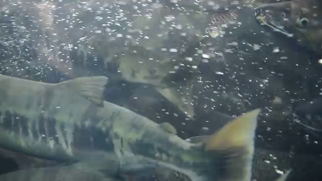 阿拉斯加，迁徙的太平洋鲑鱼是人类和熊的重要食物来源视频下载