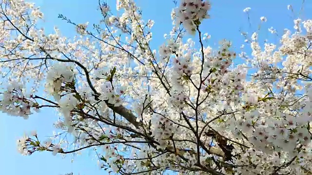 樱花迎风飘扬，日本东京视频素材
