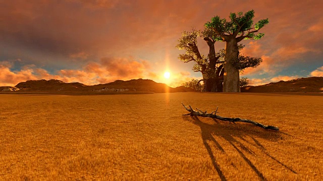 倾斜的单一树猴面包树在非洲景观视频素材