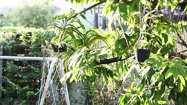 妇女在花园里用树浇水视频素材