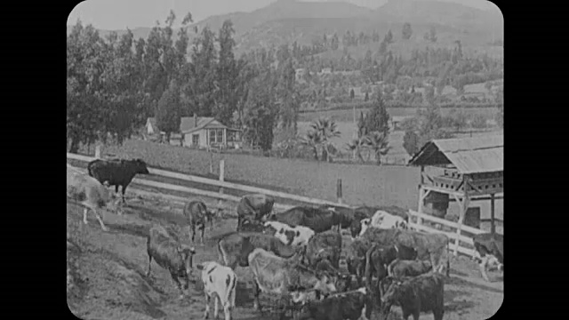 1916年一个阳光明媚的日子里，田里的奶牛视频下载