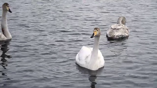 天鹅一家人浮在清澈的湖面上。4k池塘里美丽的年轻野天鹅视频素材