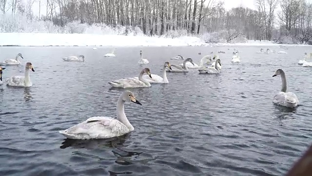 冬天的湖。一家子迁徙的天鹅漂浮在干净的水中。野生鸟类游4k视频素材