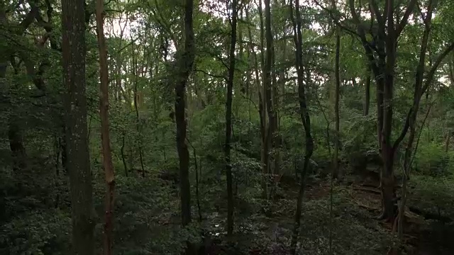 一架无人机在落叶林中飞行。用树木和树枝拍摄自然背景视频下载