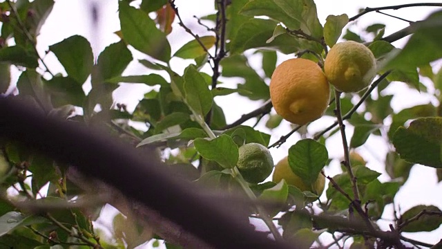 成熟的黄色柠檬，柑橘类水果在树上生长视频素材