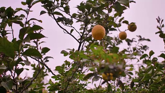 柑橘类水果视频素材