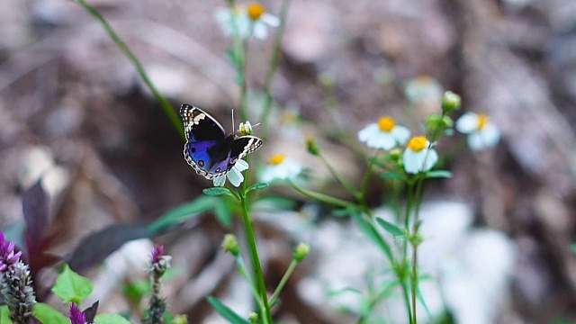 蝴蝶飞的慢动作在自然的绿色背景。视频素材