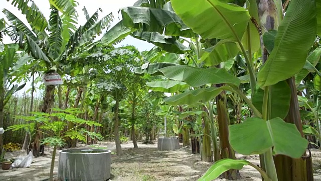 香蕉树种植园。视频下载