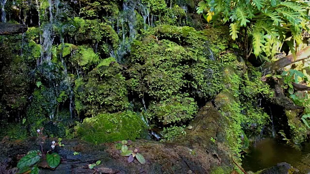 绿色流淌着美丽的小溪流视频素材