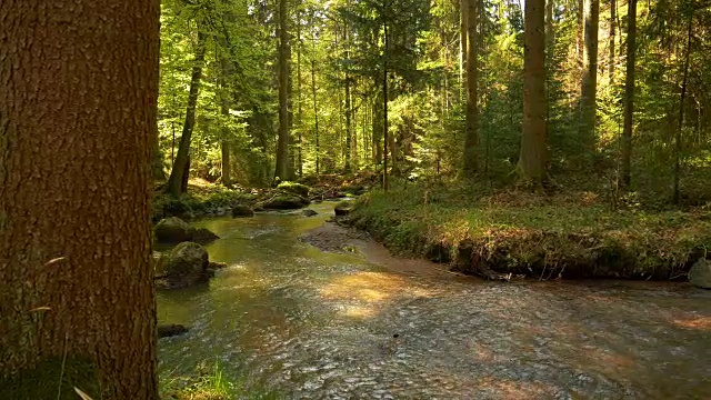 流淌在田园诗般的春林中的小溪视频素材