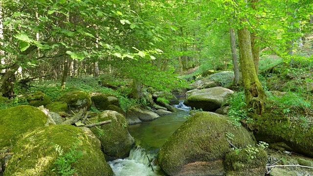 岩石泉森林中的小溪视频素材