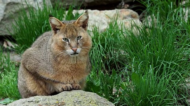 一只美丽的猫的肖像。Felis chaus在大自然的石头上。视频下载