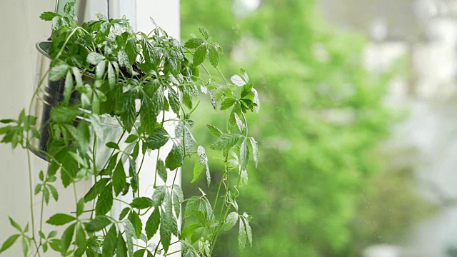 城市公寓中胶囊兰植物的生长视频素材