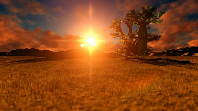 日落时的非洲沙漠和猴面包树视频素材