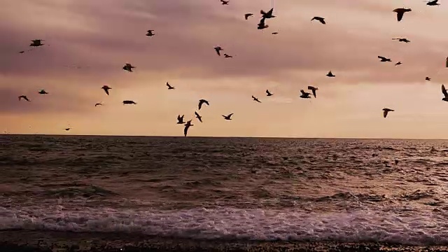 一群海鸟、海鸥和随风飘扬的海滩视频下载
