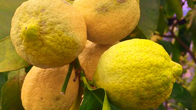 水果柠檬树视频下载