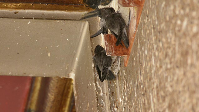 可食用的金丝燕在墙上筑巢，鸟类筑巢视频下载