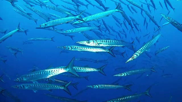 海洋生物和一群梭鱼在深蓝色的水中潜水视频素材