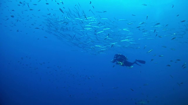 潜水员和一群梭鱼视频素材