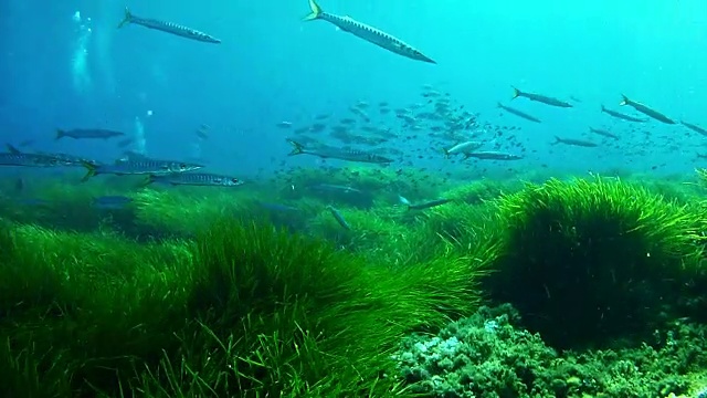 梭鱼在一片翠绿的波西多尼亚田里视频素材