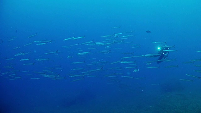 潜水员和一群梭鱼视频素材