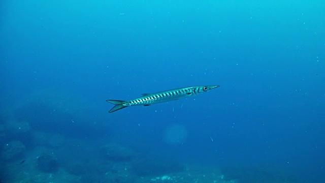 深海中孤独的梭鱼视频素材