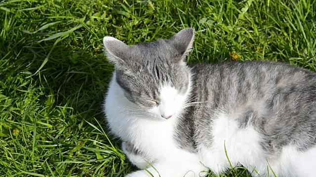 猫在绿色的草地上休息视频素材