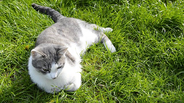 猫在绿色的草地上休息视频素材