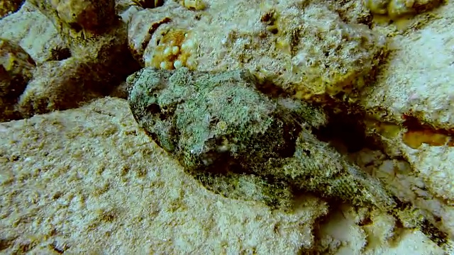 非常有毒的伪装石鱼躺在岩石之间的受害者视频下载