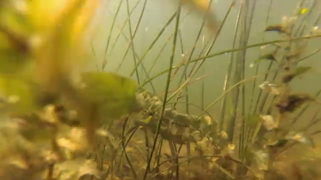 用海藻在湖里游泳视频素材
