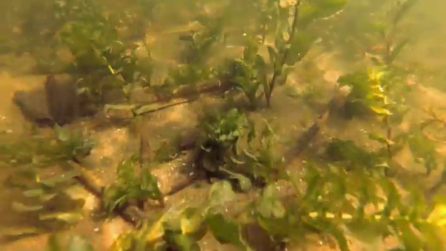 用海藻在湖里游泳视频素材