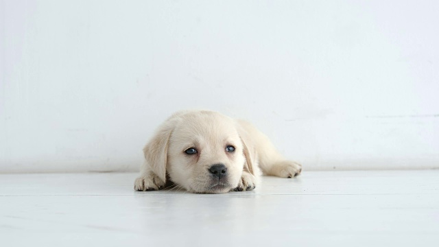 在白色地板上休息的拉布拉多小狗的肖像视频素材